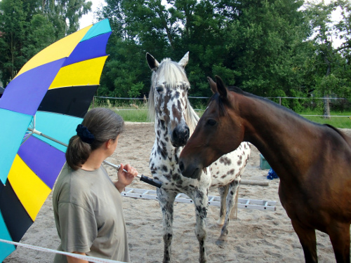 Kinder auf dem Pferd Vulkan